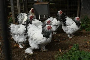 Discover the World's Most Exotic and Expensive Chicken Breeds: A Journey into Avian Luxury-9