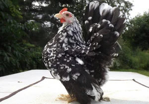 Discover the World's Most Exotic and Expensive Chicken Breeds: A Journey into Avian Luxury-3