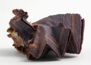 Discover the Cockscomb Oyster (Lopha cristagalli): Nature's Zig-Zag Masterpiece from the Indo-Pacific Oceans-3