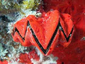 Discover the Cockscomb Oyster (Lopha cristagalli): Nature's Zig-Zag Masterpiece from the Indo-Pacific Oceans-2