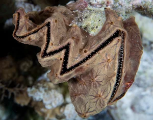 Discover the Cockscomb Oyster (Lopha cristagalli): Nature's Zig-Zag Masterpiece from the Indo-Pacific Oceans-6