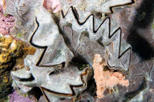 Discover the Cockscomb Oyster (Lopha cristagalli): Nature's Zig-Zag Masterpiece from the Indo-Pacific Oceans-5