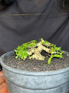 Charming Miniature Bonsai Discover the Allure of Trending Tiny Plants-7