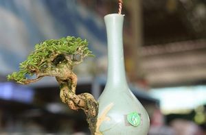 Charming Miniature Bonsai Discover the Allure of Trending Tiny Plants-4