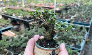 Charming Miniature Bonsai Discover the Allure of Trending Tiny Plants-2