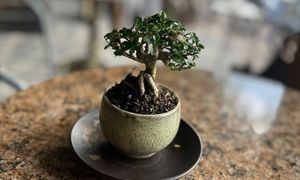 Charming Miniature Bonsai Discover the Allure of Trending Tiny Plants-1