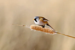 Stunning Bearded Reedlings Foraging in the Snowy Winter Landscapes of Daqing, Heilongjiang: A Wildlife Photography Masterpiece-6