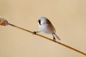 Stunning Bearded Reedlings Foraging in the Snowy Winter Landscapes of Daqing, Heilongjiang: A Wildlife Photography Masterpiece-2