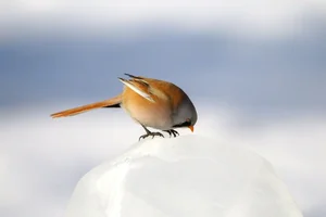 Stunning Bearded Reedlings Foraging in the Snowy Winter Landscapes of Daqing, Heilongjiang: A Wildlife Photography Masterpiece-0