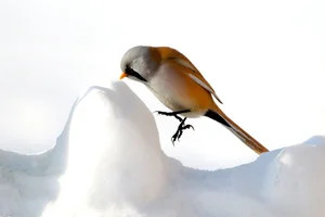 Stunning Bearded Reedlings Foraging in the Snowy Winter Landscapes of Daqing, Heilongjiang: A Wildlife Photography Masterpiece-3