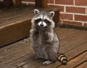 The Secret Life of Raccoons: Intelligent Urban Explorers in the Wild-3