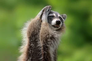 The Secret Life of Raccoons: Intelligent Urban Explorers in the Wild-2