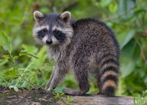 The Secret Life of Raccoons: Intelligent Urban Explorers in the Wild-6