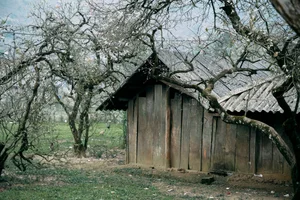 Plum Blossom Season in Phieng Canh: Finding Peace Amidst the White Blooms of Moc Chau-1