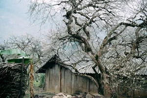 Plum Blossom Season in Phieng Canh: Finding Peace Amidst the White Blooms of Moc Chau-3