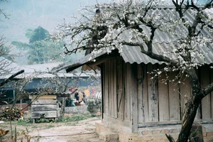 Plum Blossom Season in Phieng Canh: Finding Peace Amidst the White Blooms of Moc Chau-6