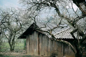 Plum Blossom Season in Phieng Canh: Finding Peace Amidst the White Blooms of Moc Chau-10