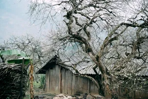 Plum Blossom Season in Phieng Canh: Finding Peace Amidst the White Blooms of Moc Chau-4