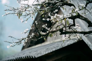 Plum Blossom Season in Phieng Canh: Finding Peace Amidst the White Blooms of Moc Chau-5