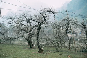 Plum Blossom Season in Phieng Canh: Finding Peace Amidst the White Blooms of Moc Chau-7