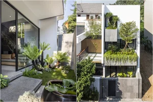 Sustainable Modern Townhouse: Transforming Urban Living with Biophilic Design and Lush Indoor Greenery-8