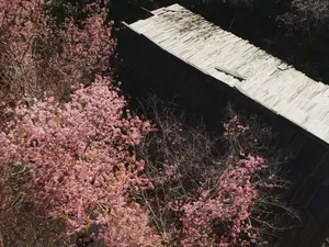 Pha Noi Cherry Blossoms: The Beauty of Nghe An's Western Region Awakens Spring-4