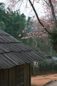 Pha Noi Cherry Blossoms: The Beauty of Nghe An's Western Region Awakens Spring-1