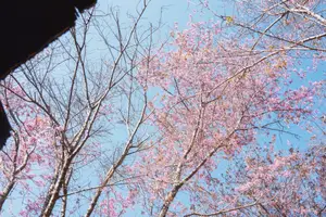 Pha Noi Cherry Blossoms: The Beauty of Nghe An's Western Region Awakens Spring-5