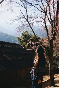 Pha Noi Cherry Blossoms: The Beauty of Nghe An's Western Region Awakens Spring-0