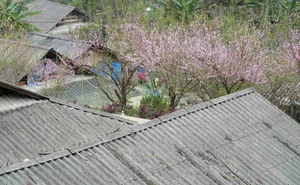 Spring in Vietnam: Breathtaking Peach Blossoms at Sin Suoi Ho Community Tourism Village, Lai Chau-1