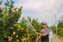 Admire the Unique Root-Over-Rock Kumquat Tree for Lunar New Year - Artistic Beauty and Feng Shui Meaning.-3