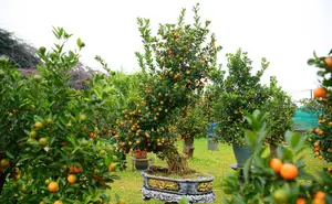 Admire the Unique Root-Over-Rock Kumquat Tree for Lunar New Year - Artistic Beauty and Feng Shui Meaning.-6