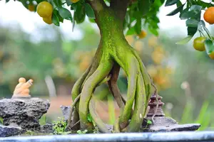 Admire the Unique Root-Over-Rock Kumquat Tree for Lunar New Year - Artistic Beauty and Feng Shui Meaning.-11