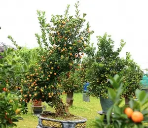 Admire the Unique Root-Over-Rock Kumquat Tree for Lunar New Year - Artistic Beauty and Feng Shui Meaning.-4