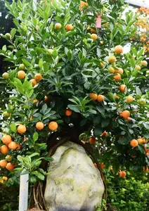 Admire the Unique Root-Over-Rock Kumquat Tree for Lunar New Year - Artistic Beauty and Feng Shui Meaning.-0