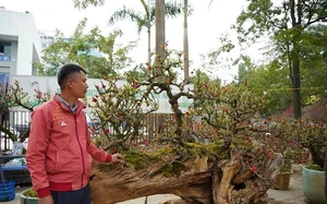 Stunning Peach Blossom Varieties for Lunar New Year 2026: Elegant Spring Decor and Traditional Asian Floral Trends-1