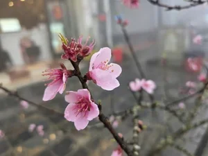 Stunning Peach Blossom Varieties for Lunar New Year 2026: Elegant Spring Decor and Traditional Asian Floral Trends-0