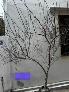 Stunning Peach Blossom Varieties for Lunar New Year 2026: Elegant Spring Decor and Traditional Asian Floral Trends-2