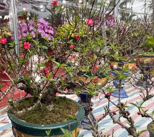 Stunning Peach Blossom Varieties for Lunar New Year 2026: Elegant Spring Decor and Traditional Asian Floral Trends-8