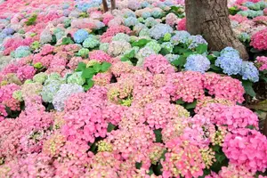 Hanoi blooms with Hydrangeas, bringing a touch of Da Lat to city streets-2
