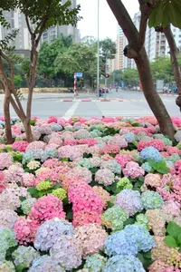 Hanoi blooms with Hydrangeas, bringing a touch of Da Lat to city streets-10