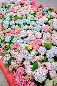 Hanoi blooms with Hydrangeas, bringing a touch of Da Lat to city streets-5