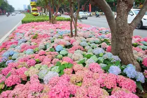 Hanoi blooms with Hydrangeas, bringing a touch of Da Lat to city streets-8