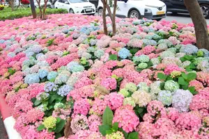 Hanoi blooms with Hydrangeas, bringing a touch of Da Lat to city streets-6