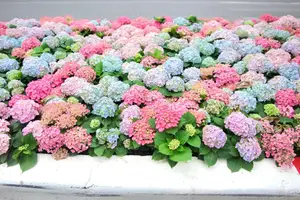 Hanoi blooms with Hydrangeas, bringing a touch of Da Lat to city streets-4