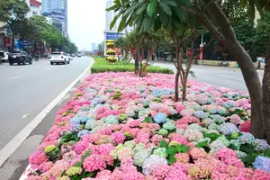 Hanoi blooms with Hydrangeas, bringing a touch of Da Lat to city streets-3