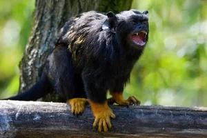 Discover the Red-Handed Tamarin (Saguinus midas): A Rare Amazonian Primate with Stunning Golden Paws and Jet Black Fur-4