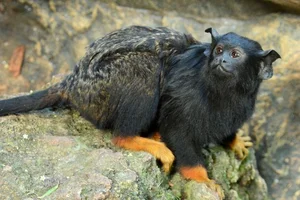 Discover the Red-Handed Tamarin (Saguinus midas): A Rare Amazonian Primate with Stunning Golden Paws and Jet Black Fur-0