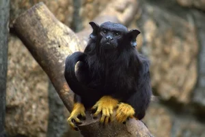 Discover the Red-Handed Tamarin (Saguinus midas): A Rare Amazonian Primate with Stunning Golden Paws and Jet Black Fur-1
