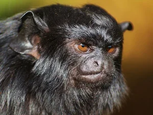Discover the Red-Handed Tamarin (Saguinus midas): A Rare Amazonian Primate with Stunning Golden Paws and Jet Black Fur-2